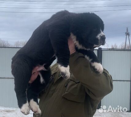 Среднеазиатская овчарка