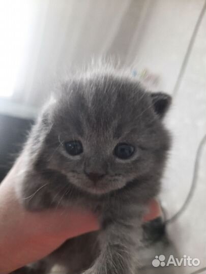 Кошки породистые