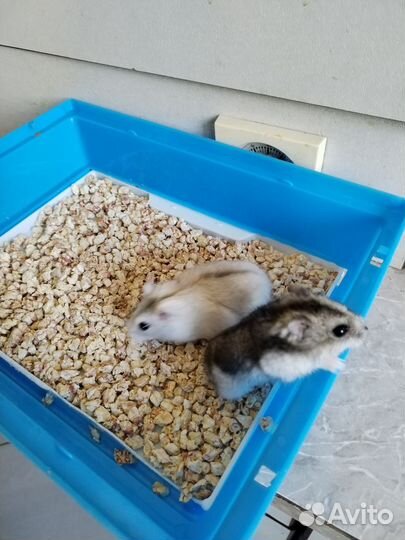 Джунгарский хомяк с клеткой бесплатно