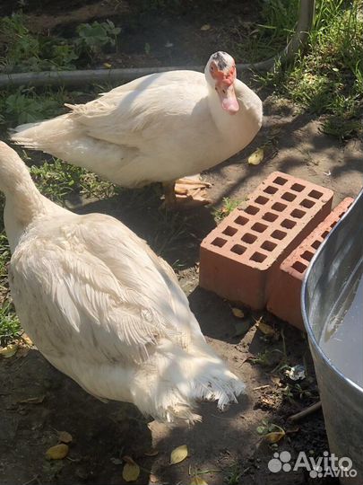 Белая мускусная утка