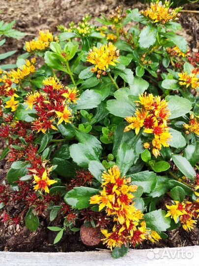 Цветы многолетние