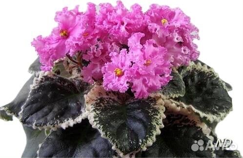 Фиалка Dolores raspberry sundae