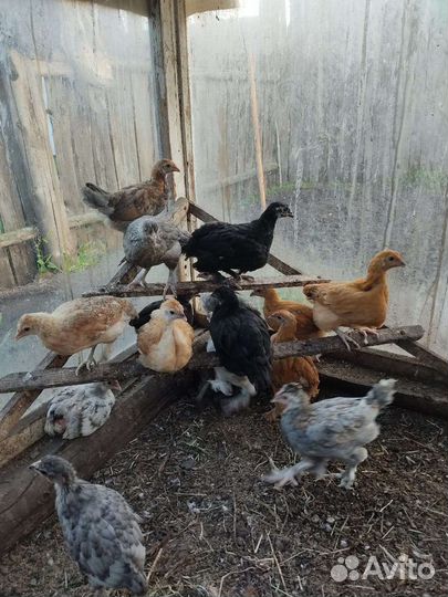 Индюшата,цыплята