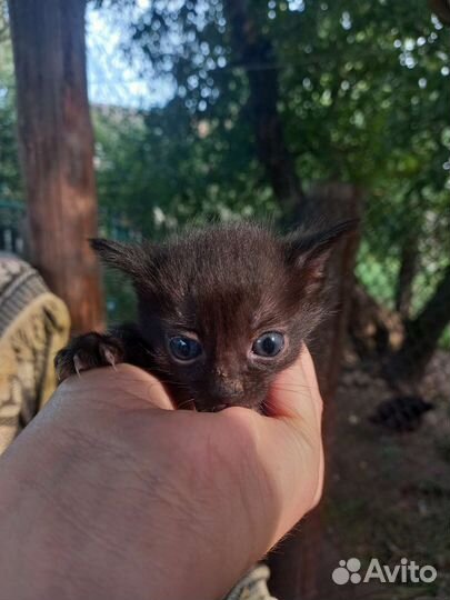 Котята отдам в добрые руки бесплатно