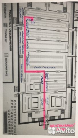 Филодендрон Гитаровидный