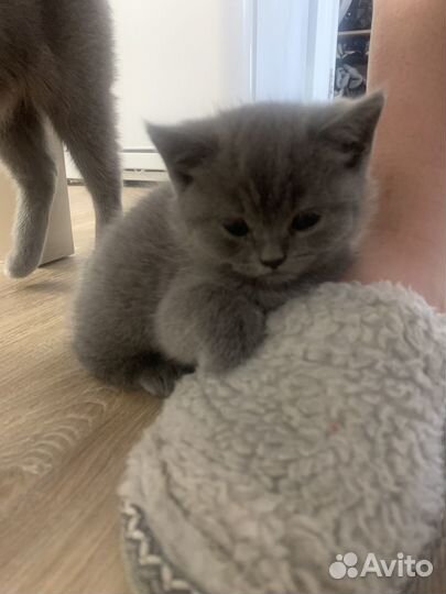 Британские котята