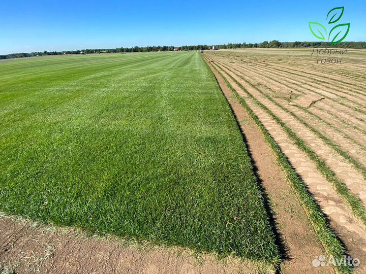 Рулонный газон с укладкой