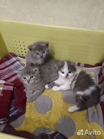 Британские вислоухие котята