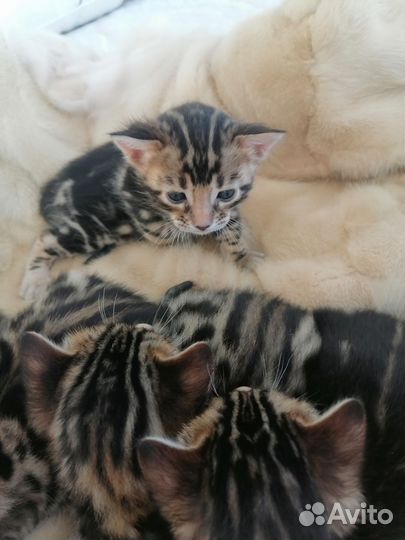 Бенгальские котята