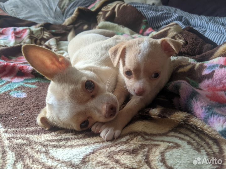 Щенки чихуахуа