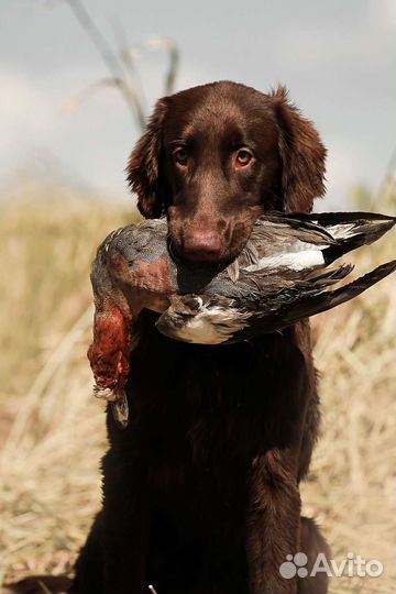 Шоколадные флэты