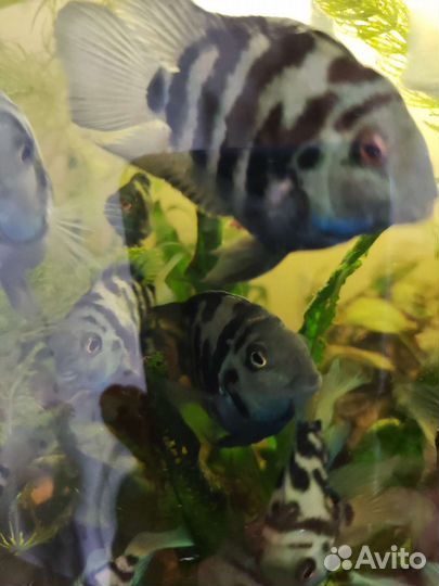 Аквариумные рыбки