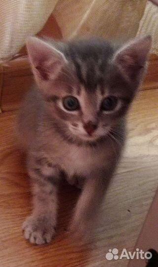 Котята 2 месяца