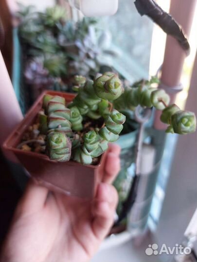 Суккуленты-1