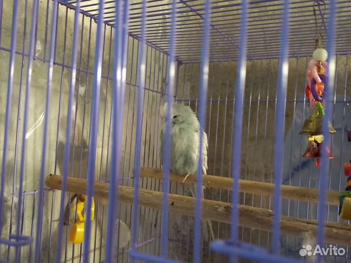 Волнистые попугаи ввч чех