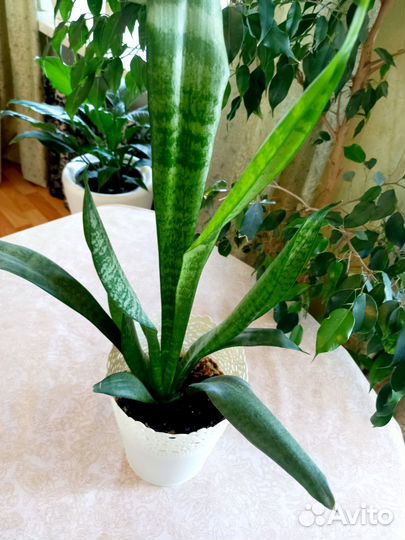 Замиокулькас