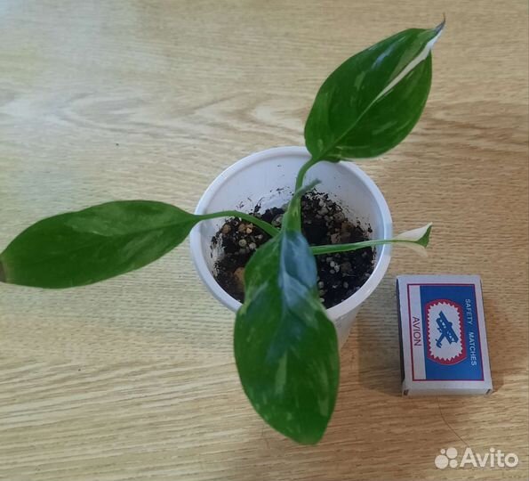 Спатифиллум 