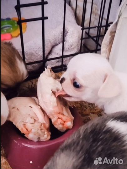 Щенки чихуахуа micro девочки