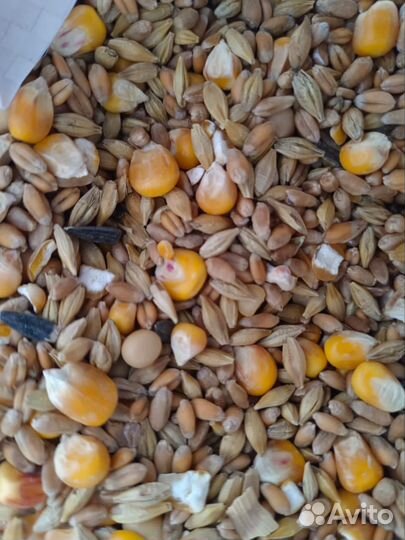 Зерно смесь