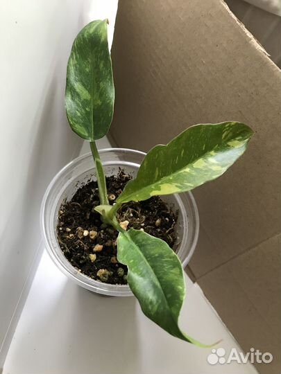 Филодендроны