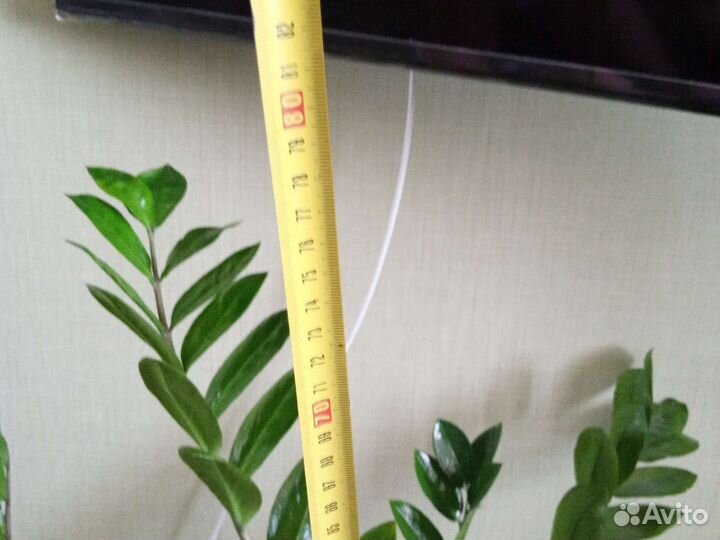 Замиокулькас