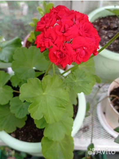 Пеларгония герань