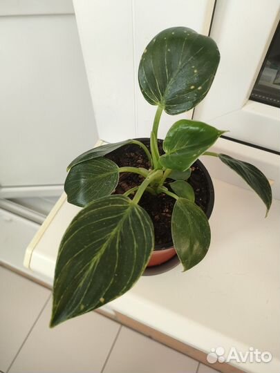 Филодендрон Биркин комнатное растение