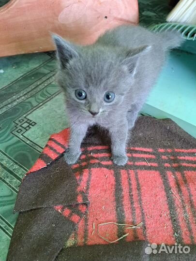 Британская кошка в дар