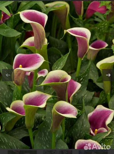 Каллы сортовые цветущие