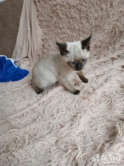 Сиамские котята