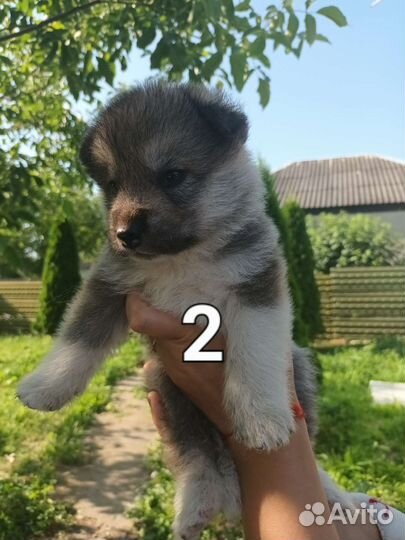 Собаки щенки