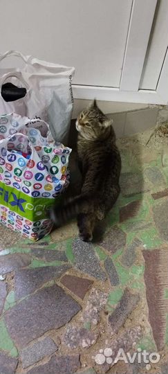 Кошка потеряшка