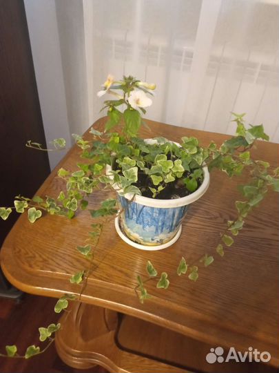 Плющ вариегатный и ахименес