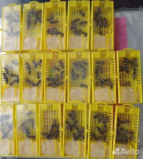 Матки пчелы Карника