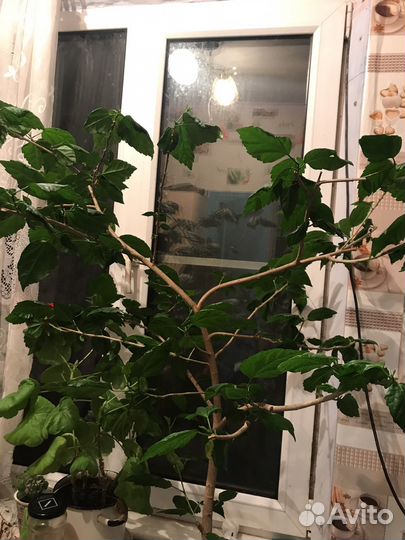 Китайская роза