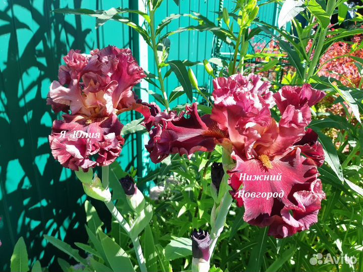 Ирисы французской селекции Cayeux (часть 1)