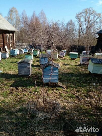 Продам пчелосемьи