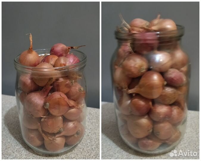 Лук шалот семейный