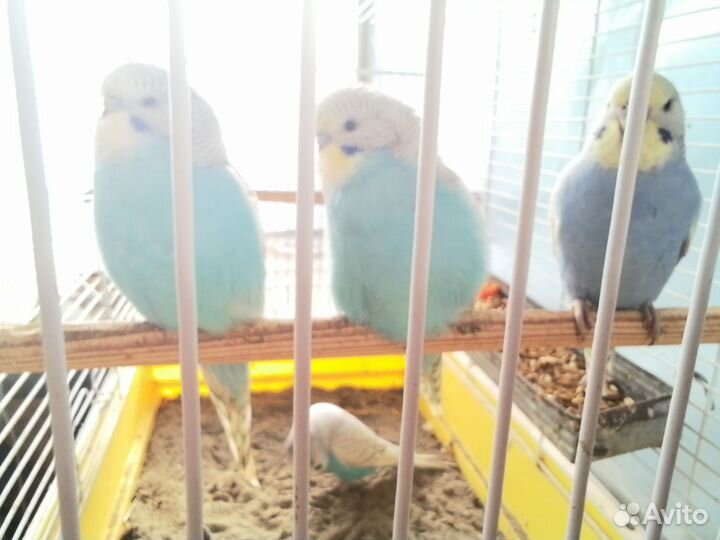 Птенцы волнистый попугай птенцы