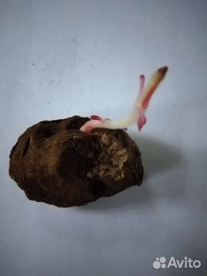 Глоксиния тидея