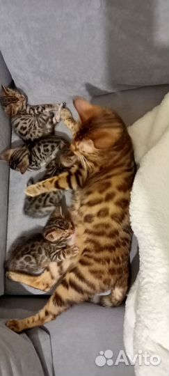 Бенгальские котята