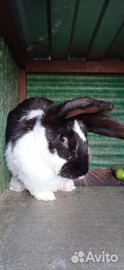 Крольчиха