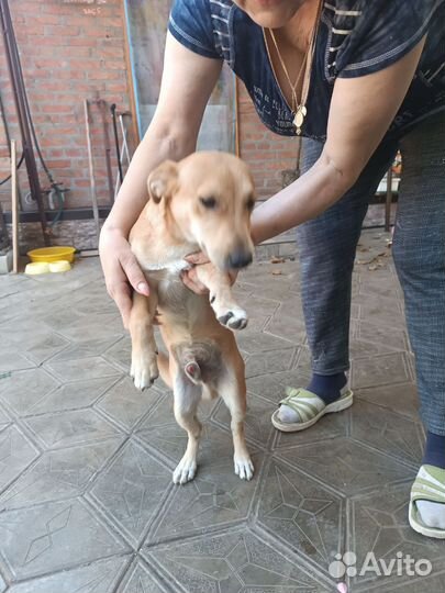 Джек рассел терьер мальчик