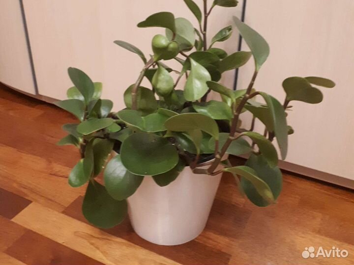 Пеперомия туполистная