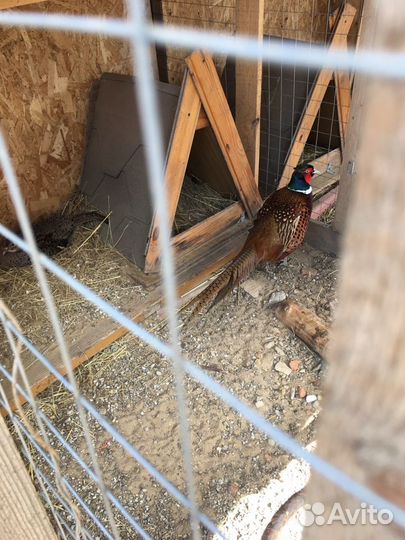 Инкубационное яйцо фазана