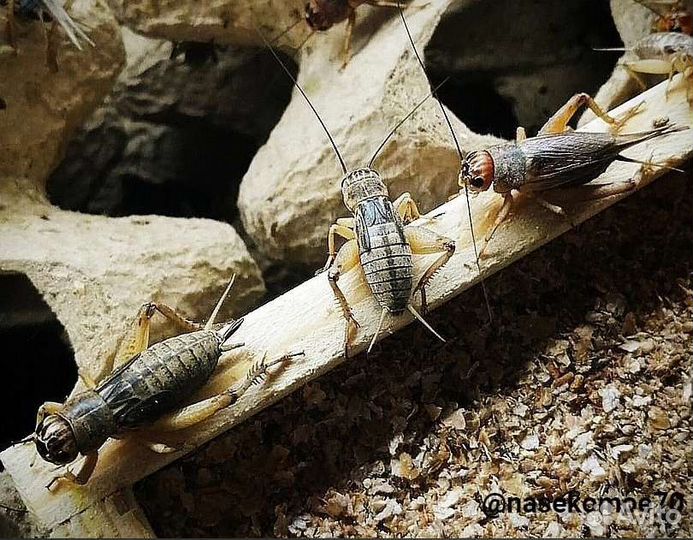 Сверчки, тараканы, зофобас кормовые насекомые