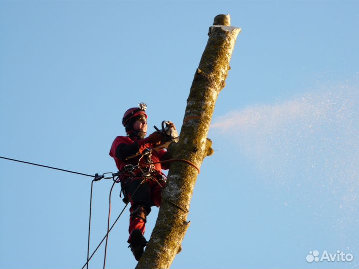 Спил Деревьев Гостагаевская. Удаление, Обрезка