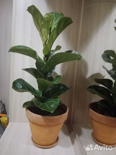 Фикус Лирата