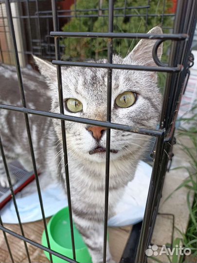 Кот- Вискас