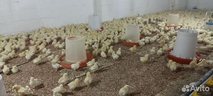 Цыплята